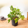 Grape Ivy - 4" Pot