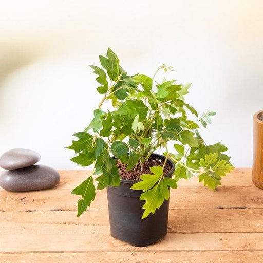Grape Ivy - 4" Pot