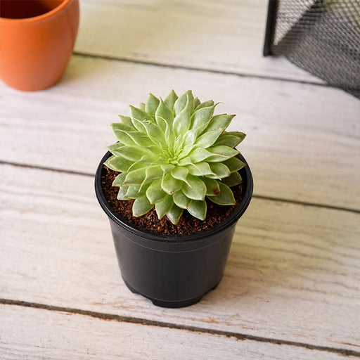 Graptopetalum macdougallii - 3" Pot