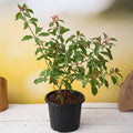 Firebush - 5" Pot