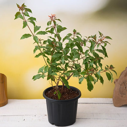 Firebush - 5" Pot