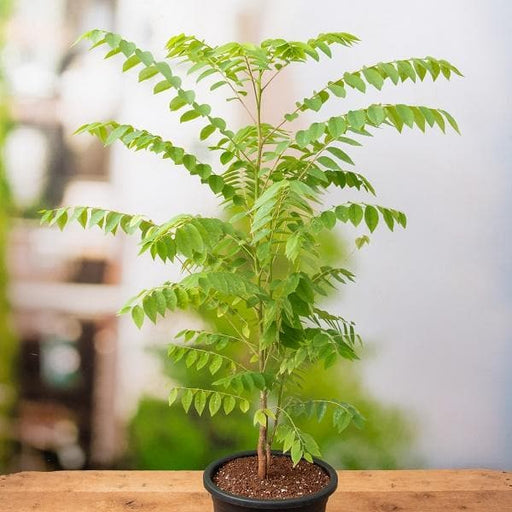 Star Gooseberry - 10" Grow bag