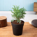 Herb-of-grace - 5" Pot