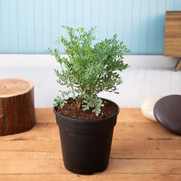 Herb-of-grace - 5" Pot