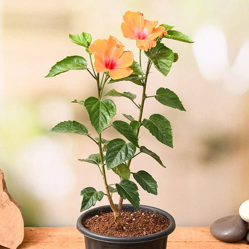 Hibiscus Orange - 10" Pot