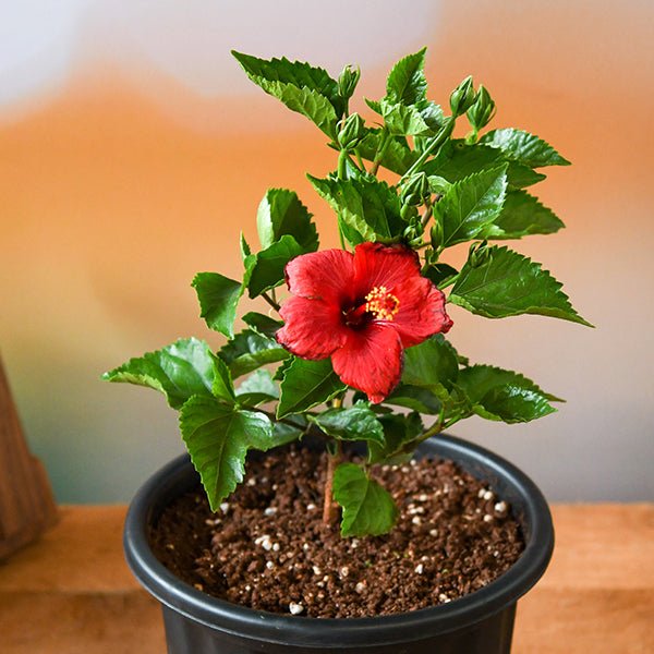 Hibiscus Red - 6" Pot
