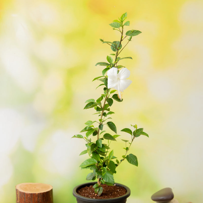 Hibiscus White - 10" Pot