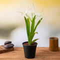 Hymenocallis Caribaea White - 6" Pot