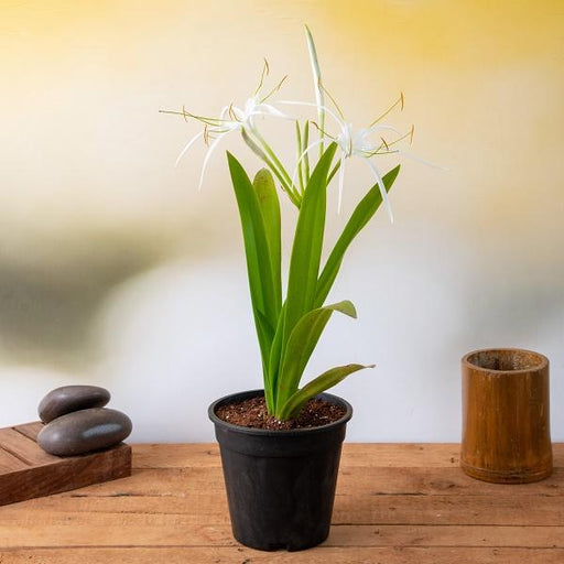 Hymenocallis Caribaea White - 6" Pot