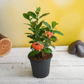 Ixora Long Singapuri Mixed - 5" Pot