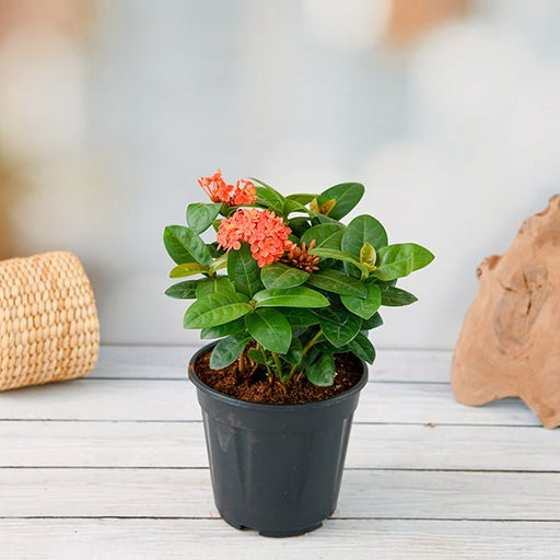 Ixora Dwarf Orange - 6" Pot