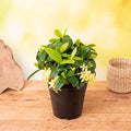 Ixora Dwarf Dwarf Yellow - 5" Pot