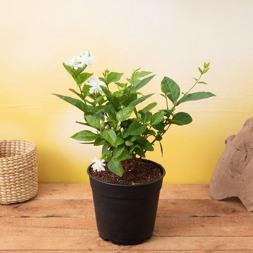 Mogra - 7" Pot
