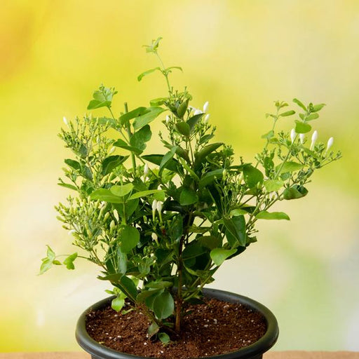 Jasmine Juhi - 7" Pot