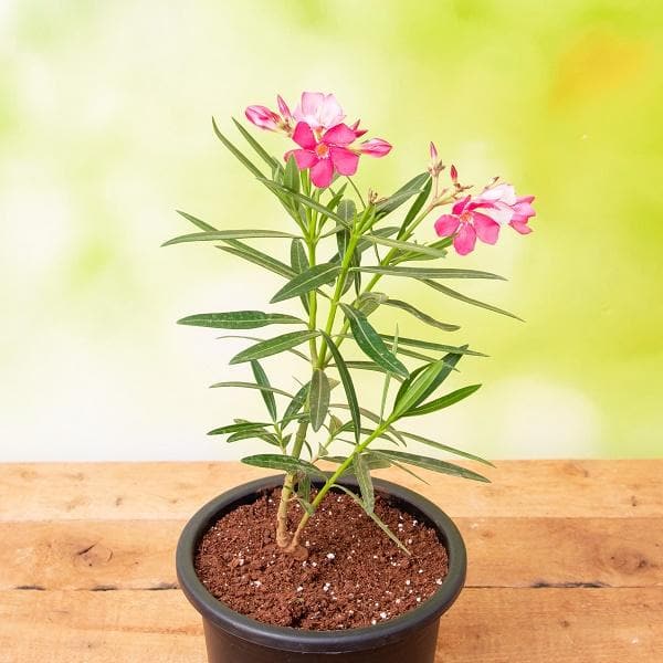 Oleander Pink - 8" Pot