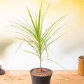 Dracaena Marginata - 8" Pot