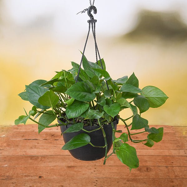 Money Plant - 7" Hanging basket