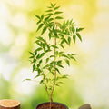 Neem - 10" Grow bag