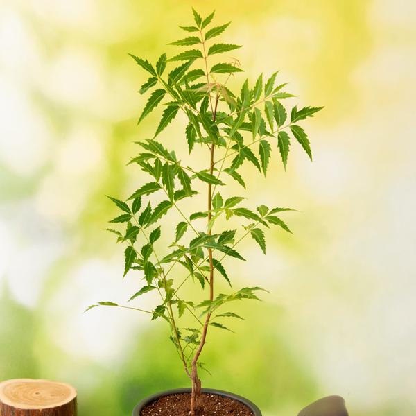 Neem - 10" Grow bag