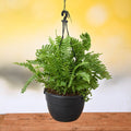 Boston Fern Green - 7" Hanging basket
