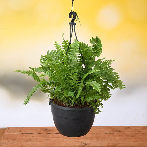 Boston Fern Green - 7" Hanging basket