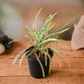 Ophiopogon Jaburan Variegated - 5" Pot