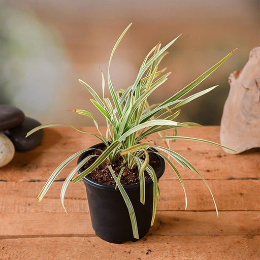 Ophiopogon Jaburan Variegated - 5" Pot