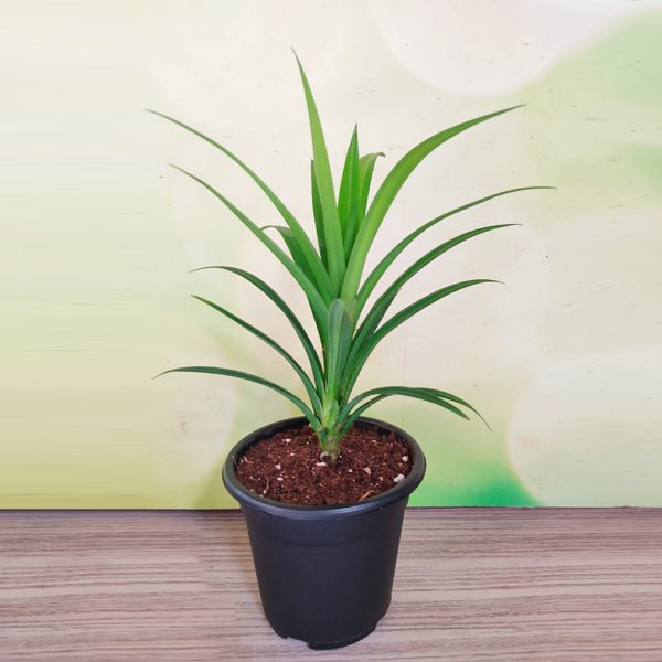 Pandanus amaryllifolius - 5" Pot