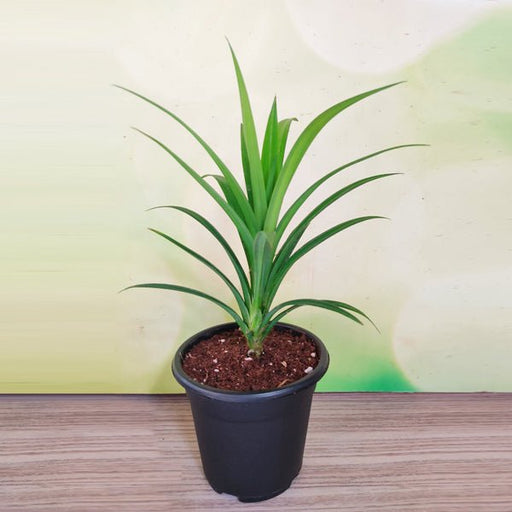 Pandanus amaryllifolius - 5" Pot