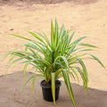 Screw Pine - 8" Pot