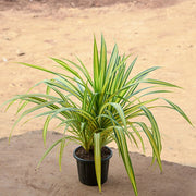 Screw Pine - 8" Pot
