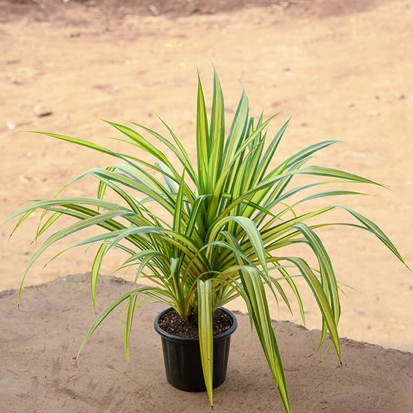 Screw Pine - 8" Pot
