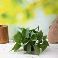 Philodendron Oxycardium - 4" Pot