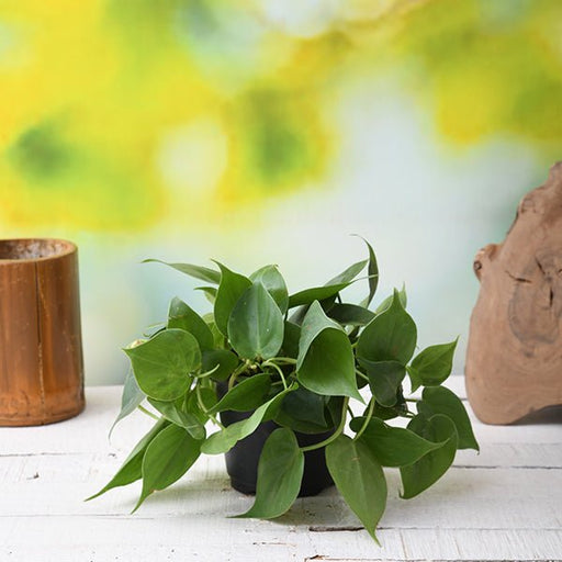 Philodendron Oxycardium - 4" Pot