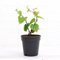 Betel Leaf - 5" Pot