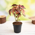 Copper Leaf Croton - 6" Pot
