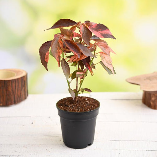 Copper Leaf Croton - 6" Pot