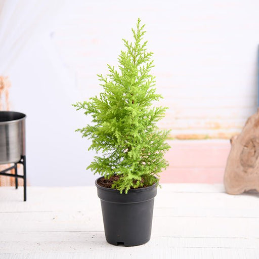 Cypress Golden Golden - 12" Pot