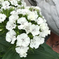 Dianthus White - 5" Pot