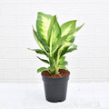 Dieffenbachia Maculata - 6" Pot