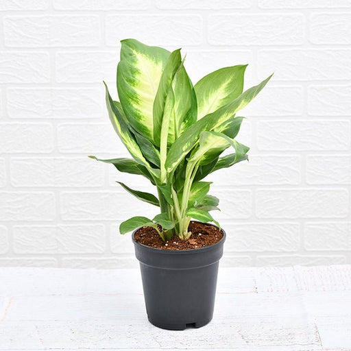 Dieffenbachia Maculata - 6" Pot