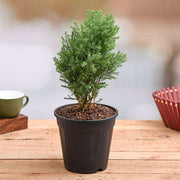 Juniper - 6" Pot