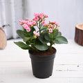 Kalanchoe Pink - 5" Pot