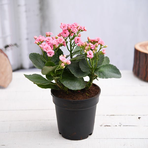 Kalanchoe Pink - 5" Pot