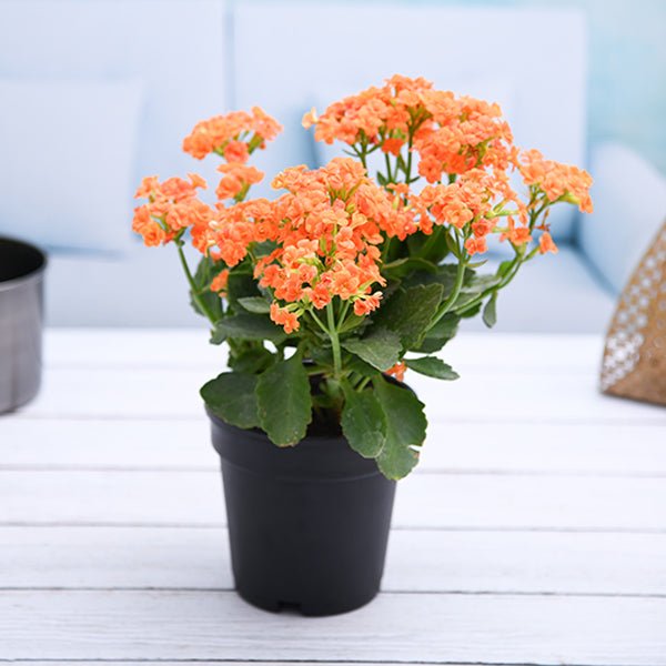 Kalanchoe Orange - 5" Pot