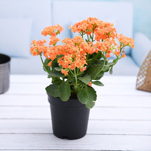 Kalanchoe Orange - 5" Pot