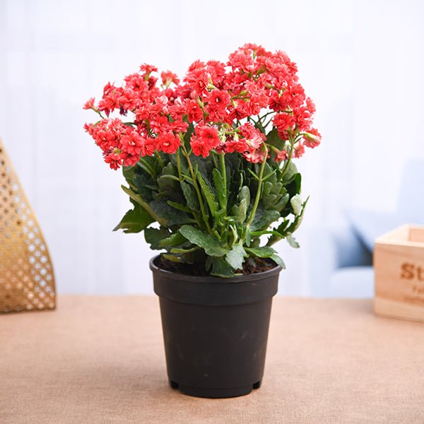 Kalanchoe Red - 5" Pot