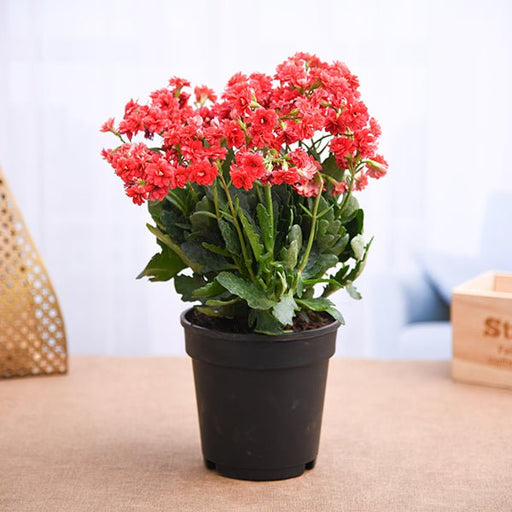 Kalanchoe Red - 5" Pot