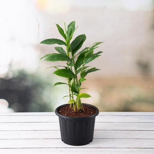 Alpinia Purpurata Red - 5" Pot