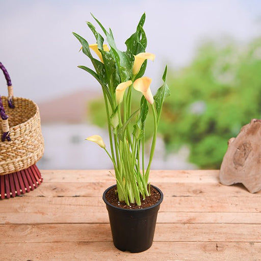 Calla Lily Yellow - 6" Pot
